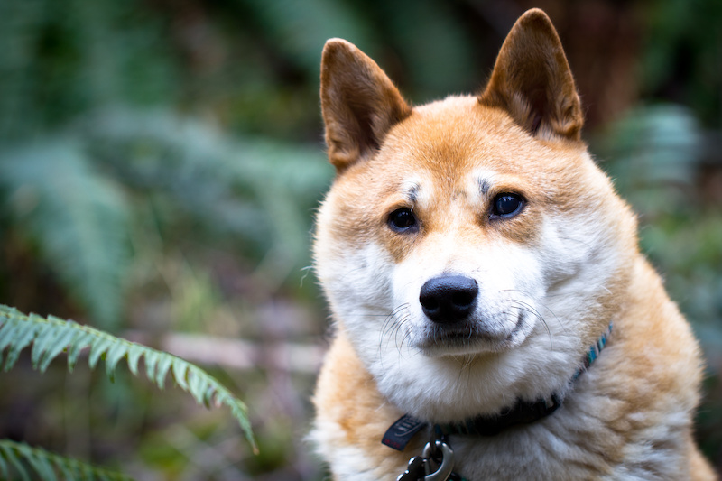 Believe it or not he is 100 blind and still navigates the trails