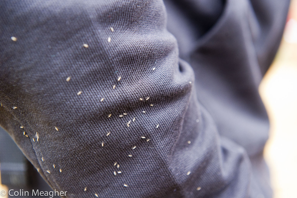 Every year you hear photogs and racers bitch about the midges. Most years they really aren t too bad. But an exceptionally mild winter saw them out in clouds on the tracksides particularly down low. Long sleeves long pants and a midgie net were the only ways to stay sane.
